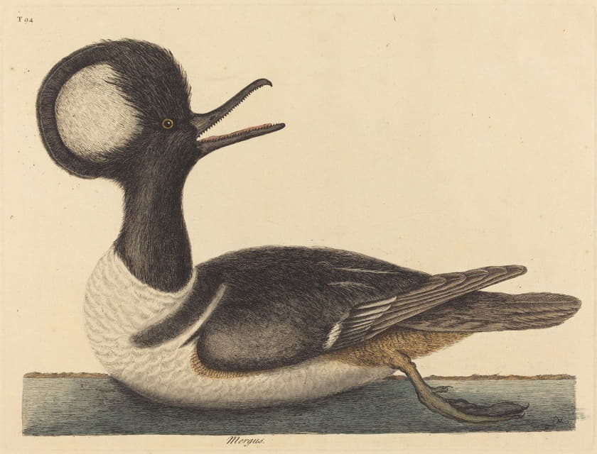 圆冠鸭（Mergus cucullatus）
