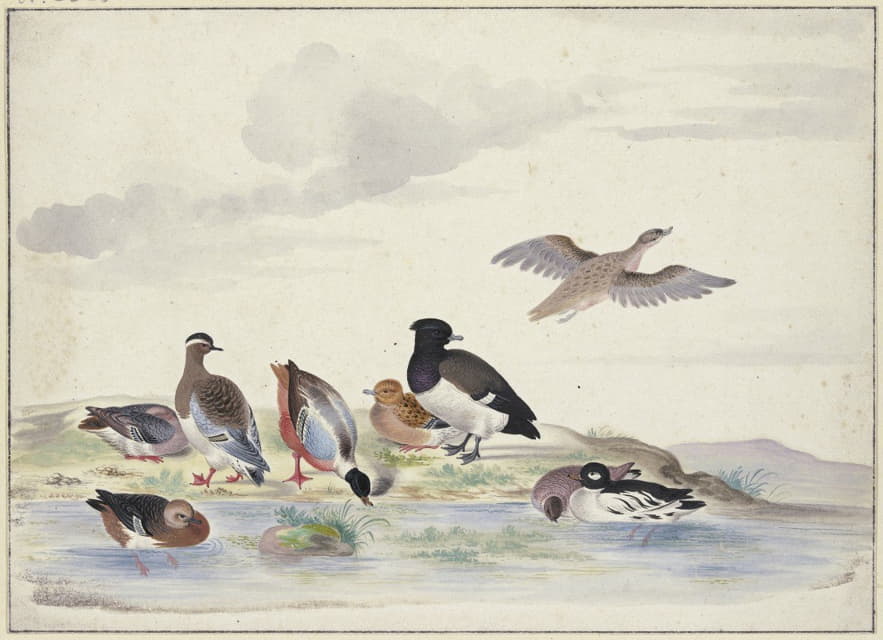 水面上有八只不同种类的鸭子