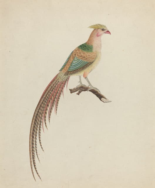 Anonymous - Golden Pheasant (Chrysolophus pictus)