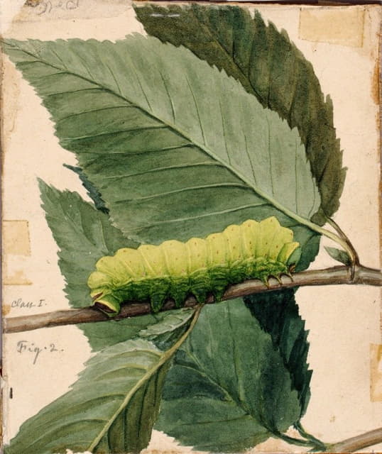 Abbott Handerson Thayer - Lunar Caterpillar, study for book Concealing Coloration in the Animal Kingdom