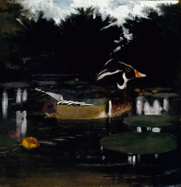 森林池塘里的雄性木鸭子，动物王国中藏书着色研究之习作