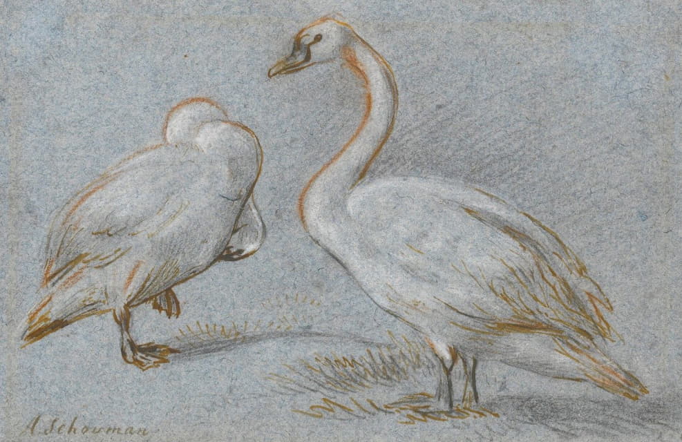 Aert Schouman - A Pair Of Standing Swans, One Preening