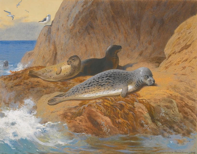 灰海豹和港湾海豹休息