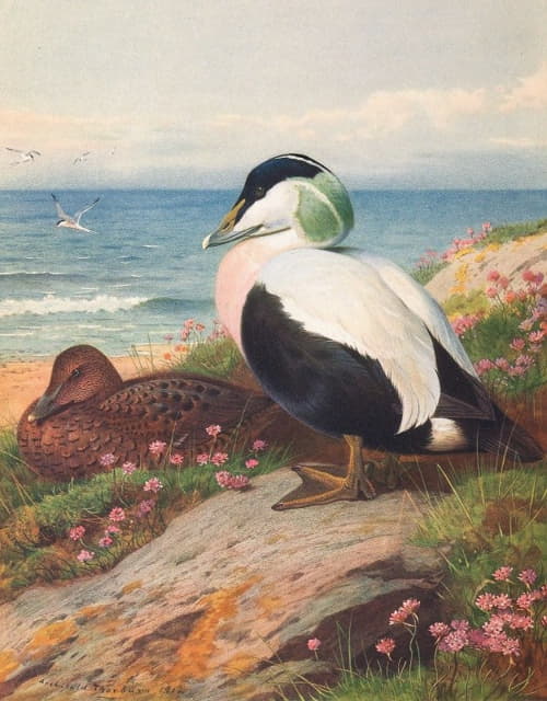 Archibald Thorburn - Eider Duck