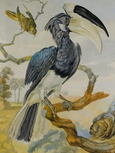 Circle of Aert Schouman - A Hornbill And Another Bird On A Branch
