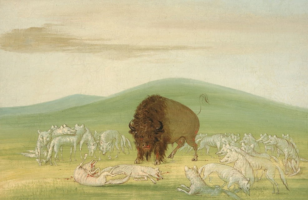 受伤的水牛被白狼包围