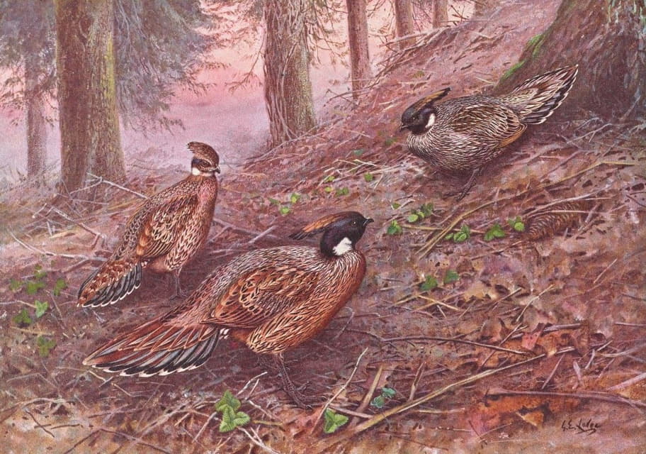 George Edward Lodge - Darwin’s Koklass Pheasant, Styan’s Koklass Pheasant