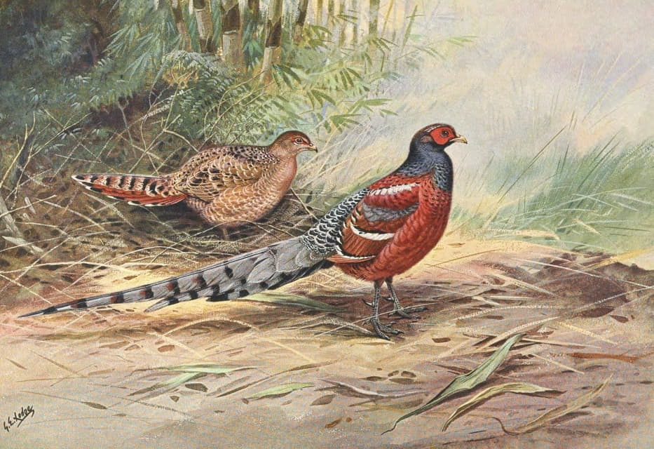 George Edward Lodge - Hume’s Barred-Backed Pheasant