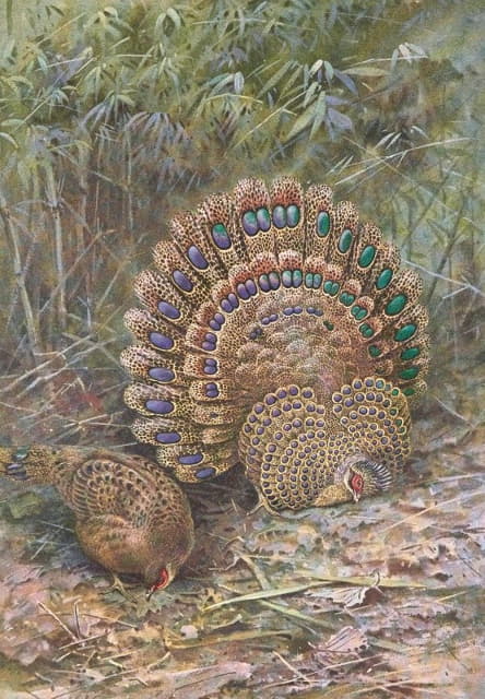 George Edward Lodge - Malay Peacock Pheasant