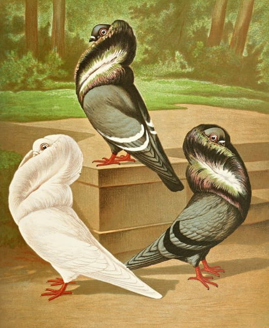 C.布谷鸟II