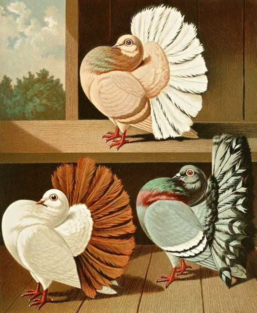 白尾、彩色和白色结合的孔雀鸽