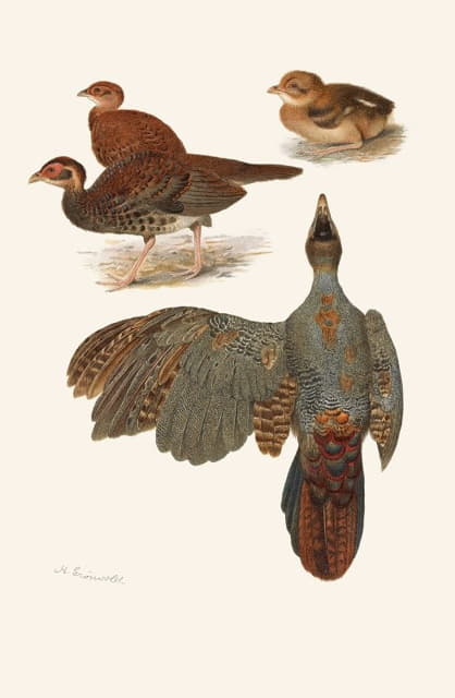 婆罗洲和暹罗冠火背的羽毛