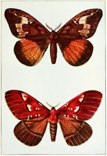 John Merton Aldrich - Moths