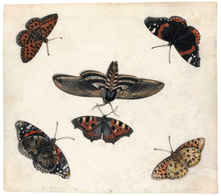 五只蝴蝶和一只鹰蛾的研究
