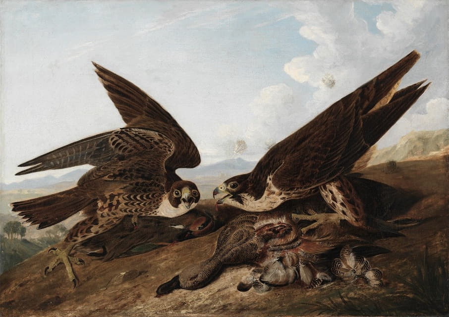 John James Audubon - Peregrine Falcons (Duck Hawks)