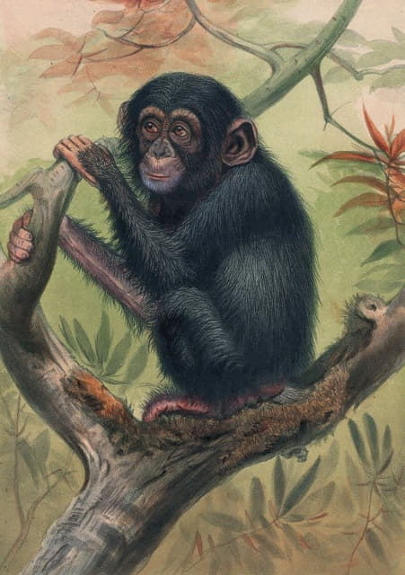 Joseph Wolf - The Chimpanzee
