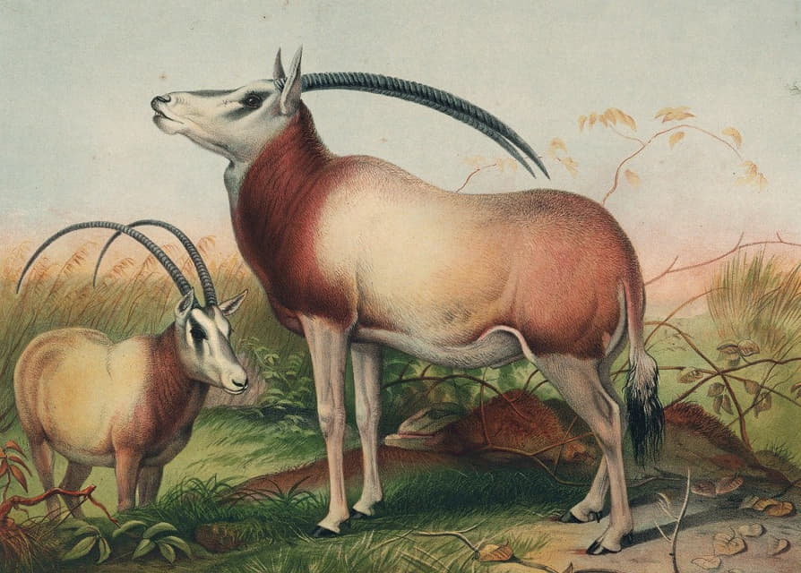 Joseph Wolf - The Leucoryx Antelope