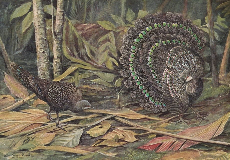 Louis Agassiz Fuertes - Germain’s Peacock Pheasant