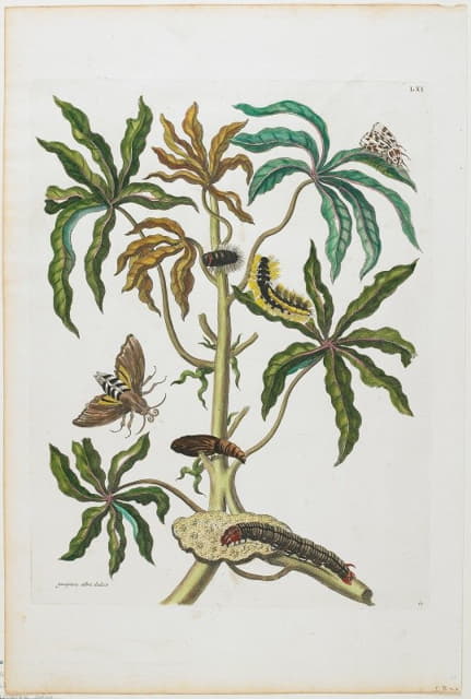 Maria Sibylla Merian - Caterpillars And Insects With Foliage