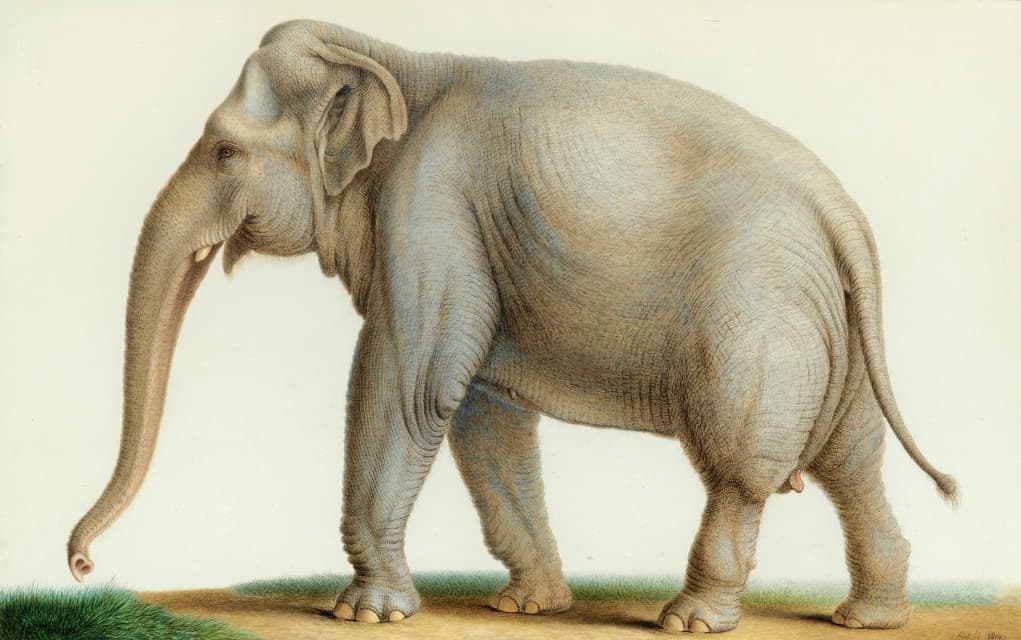 Nicolas Huet The Younger - An Indian Elephant