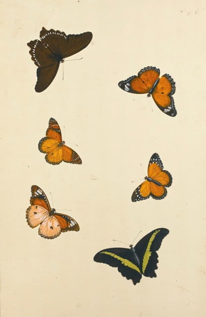 Nicolas Struyk - Studies Of Six Butterflies