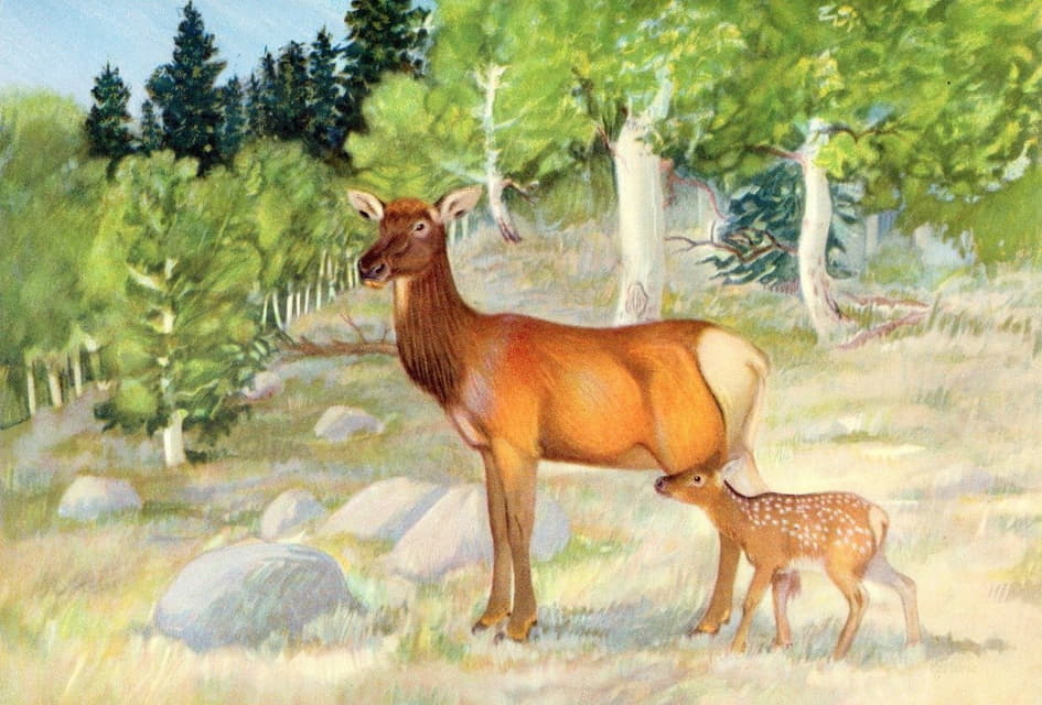 Olaus Murie - Cow And Calf Elk