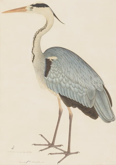 Ram Das - Grey Heron