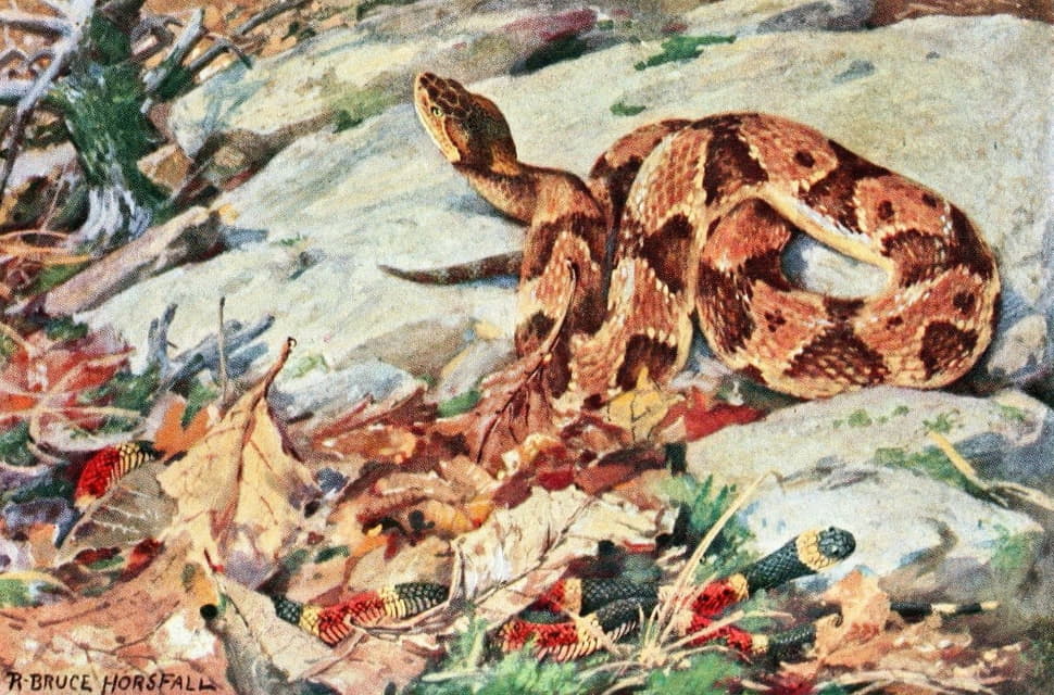 Robert Bruce Horsfall - Copperhead And Coral Snake