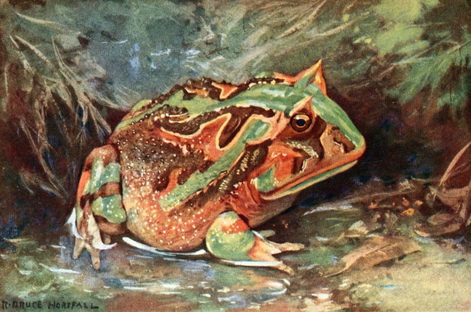 Robert Bruce Horsfall - Horned Toad Of South America