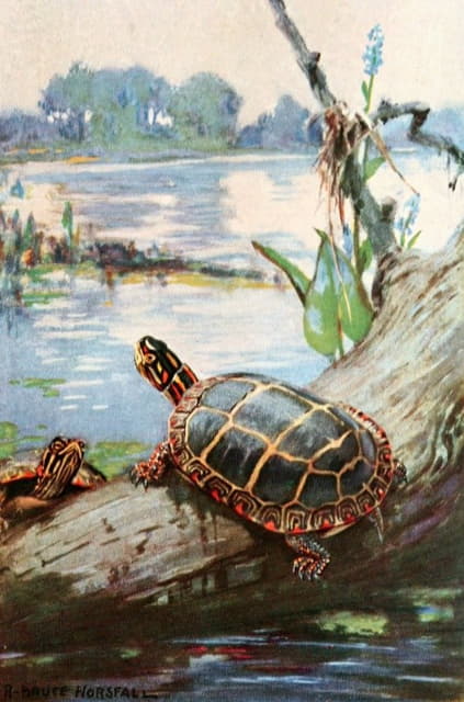 彩绘水龟