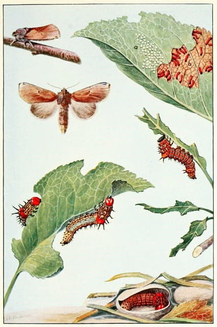 Robert Evans Snodgrass - The Red-Humped Caterpillar