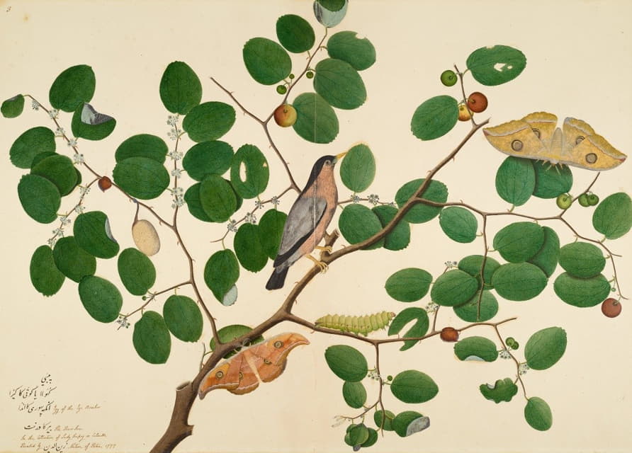 印度枣树上有两只天蛾、毛虫和茧的婆罗门椋鸟