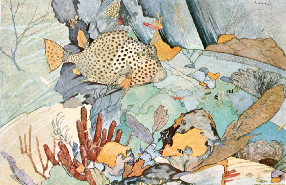 Stephen Haweis - Atlantic trunkfish