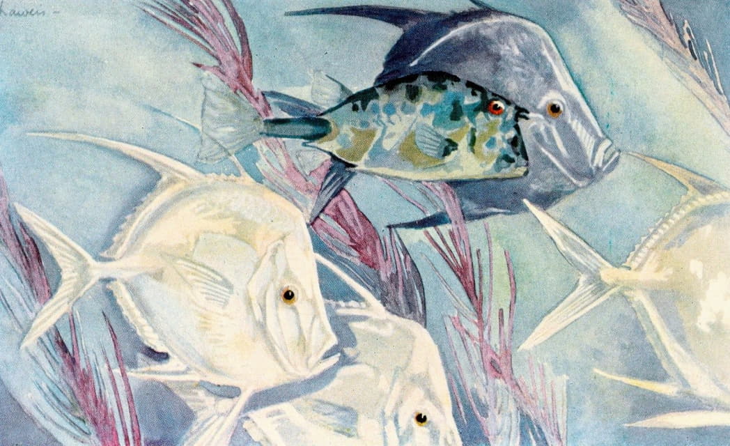 Stephen Haweis - Moonfishes