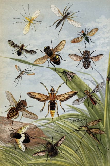 William Houghton - Diptera