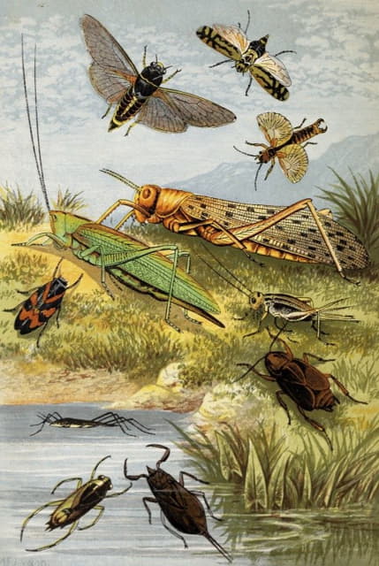 William Houghton - Rhyncota Orthoptera