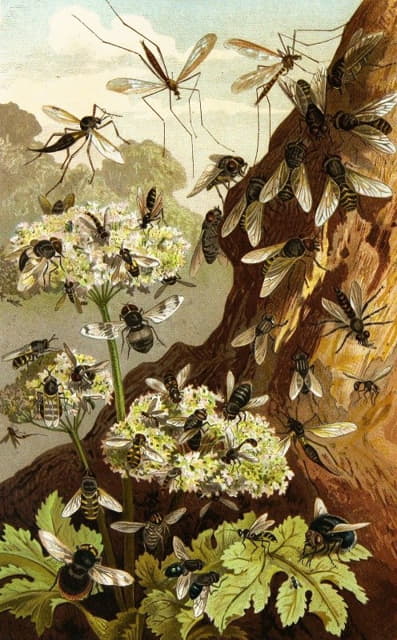 Alfred Edmund Brehm - Die Insekten, Tausendfüssler und Spinnen Pl 13