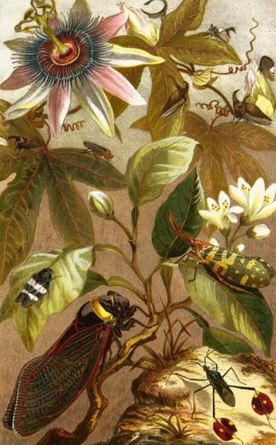 Alfred Edmund Brehm - Die Insekten, Tausendfüssler und Spinnen Pl 19