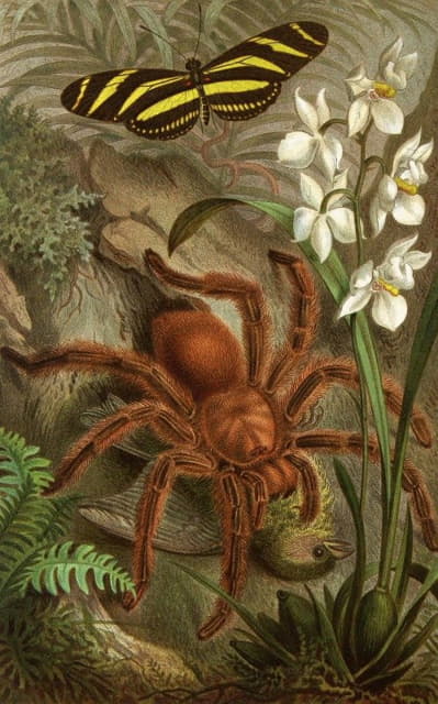 Alfred Edmund Brehm - Die Insekten, Tausendfüssler und Spinnen Pl 21