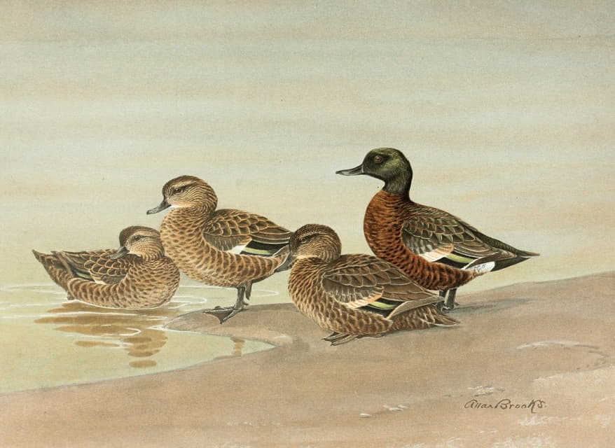 Allan Brooks - Gray Teal, Chestnut-Breasted Teal