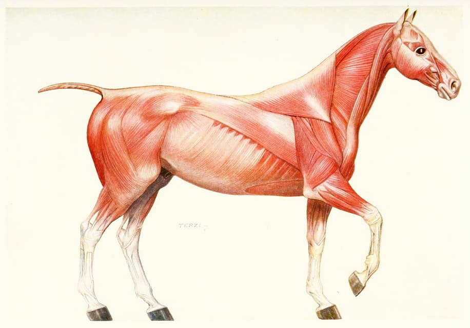 马的肌肉系统