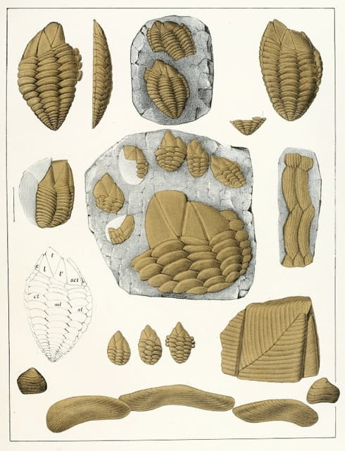波希米亚白垩纪地层中的甲壳动物Pl.1