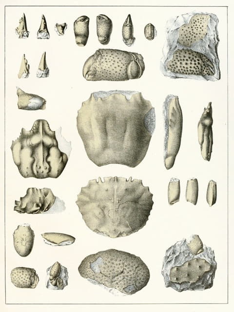 波希米亚白垩纪地层的甲壳动物，第10页