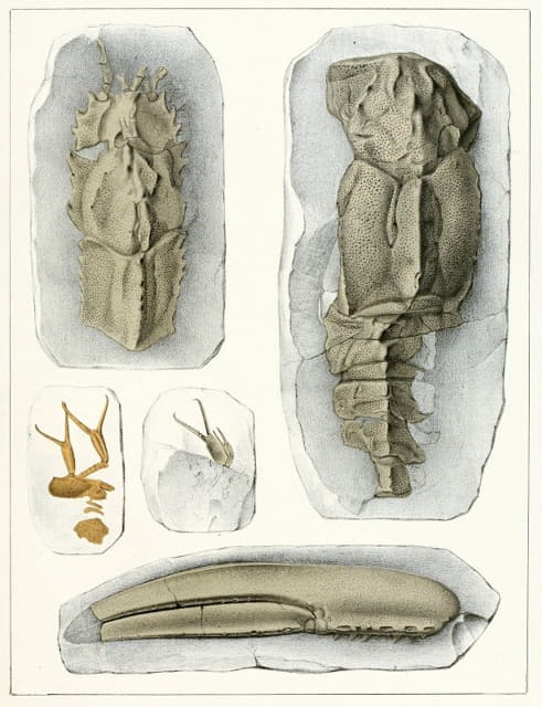 波希米亚白垩纪地层中的甲壳动物Pl.3