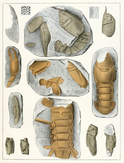 波希米亚白垩纪地层中的甲壳动物Pl.5
