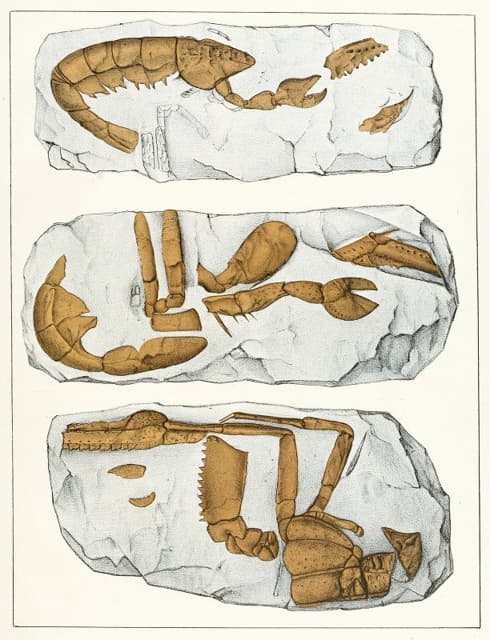 波希米亚白垩纪地层的甲壳动物，插图7