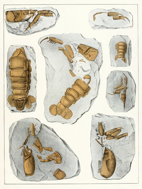 波希米亚白垩纪地层中的甲壳动物Pl.8