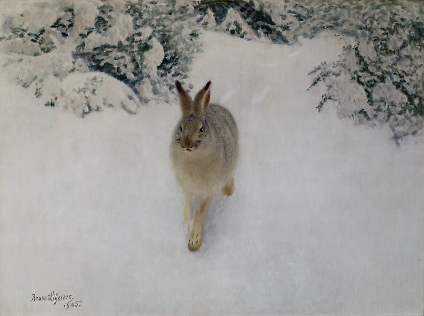 冬天的野兔