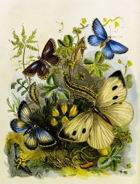 Henry Noel Humphreys - The Butterfly Vivarium or Insect home Pl 2