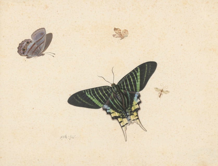 三只蝴蝶和一只黄蜂或一只苍蝇